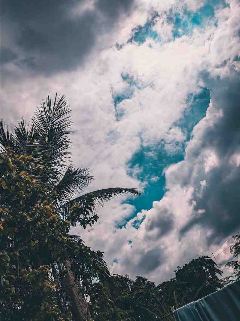 Cloudy Coconut Tree