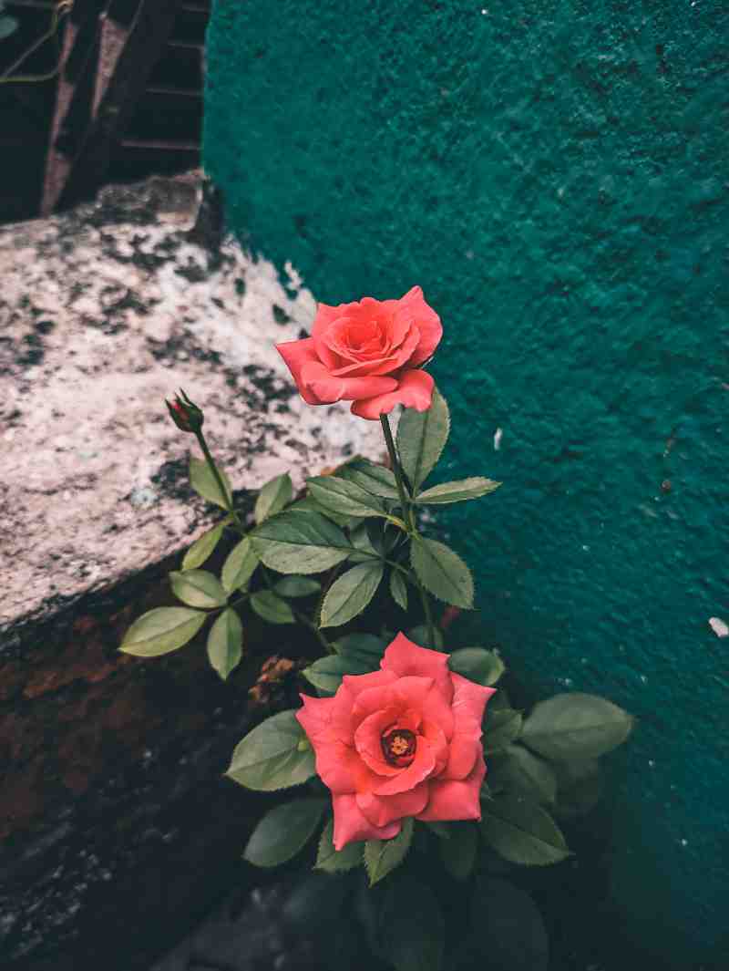 Nature Photography