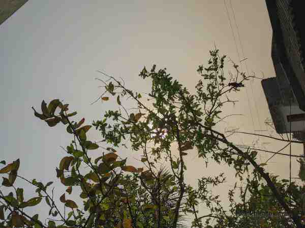 Hiding Behind The Leaves