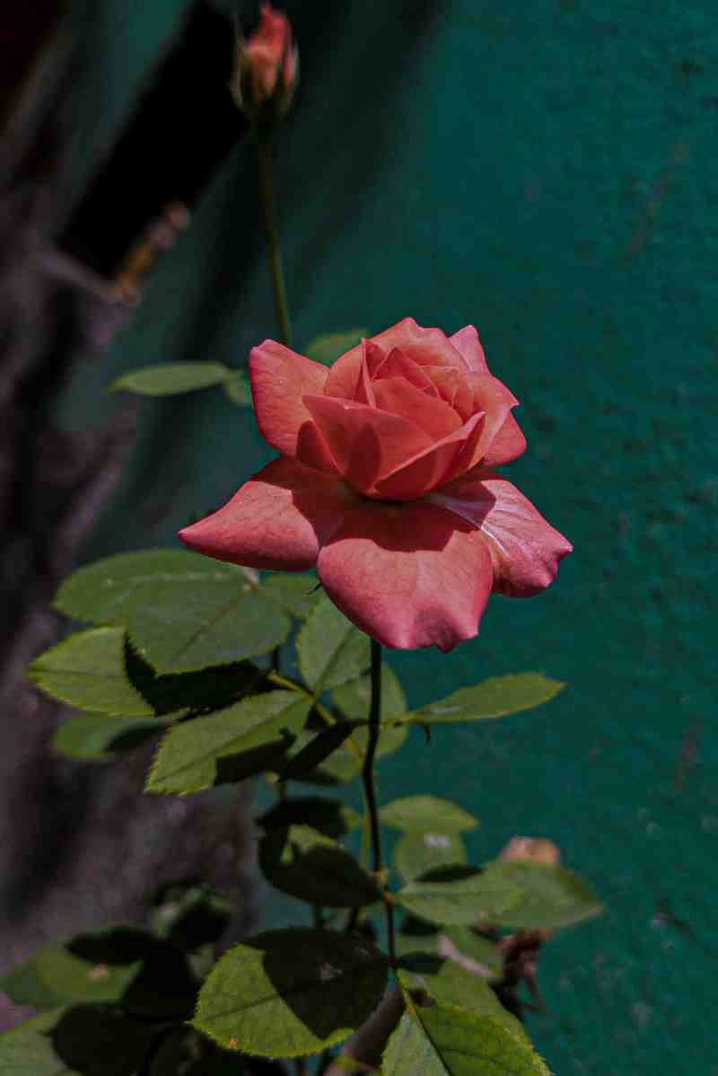 Nature Photography