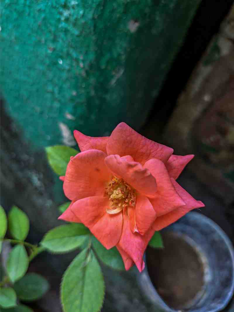 Nature Photography