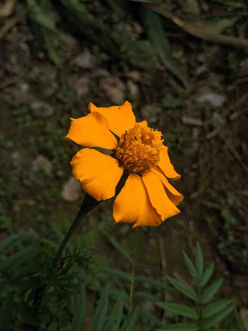 Nature Photography