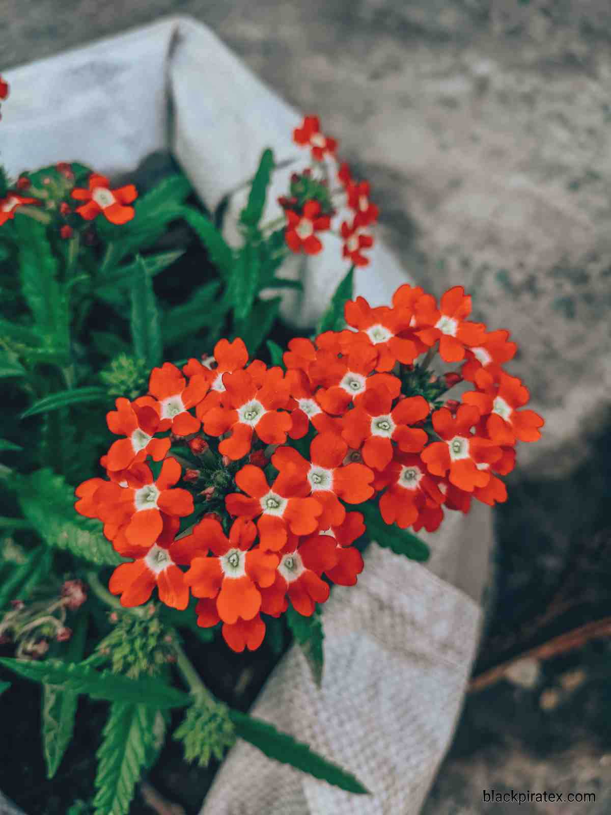 Flowers on The Roof
