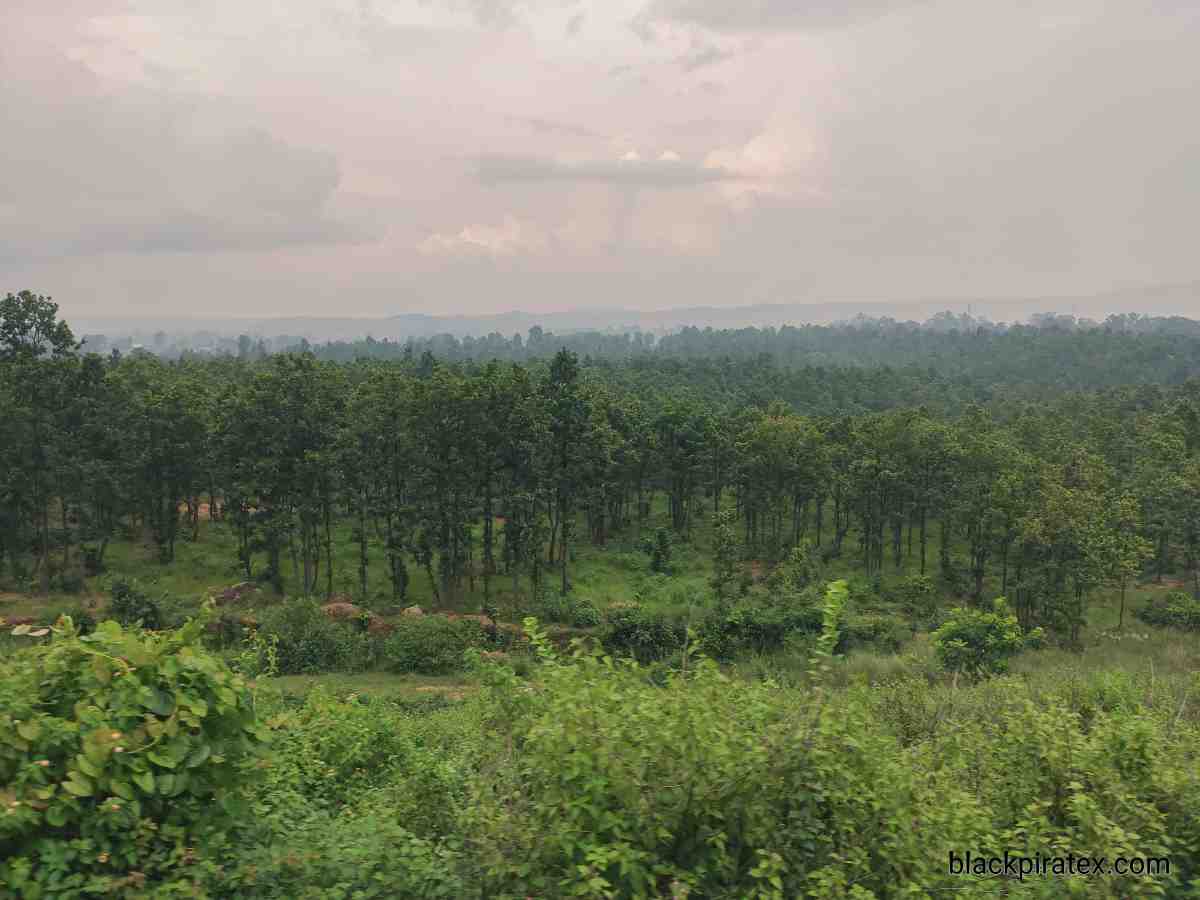 A Jungle View From Train