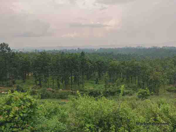 A Jungle View From Train