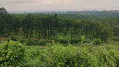 A Jungle View From Train