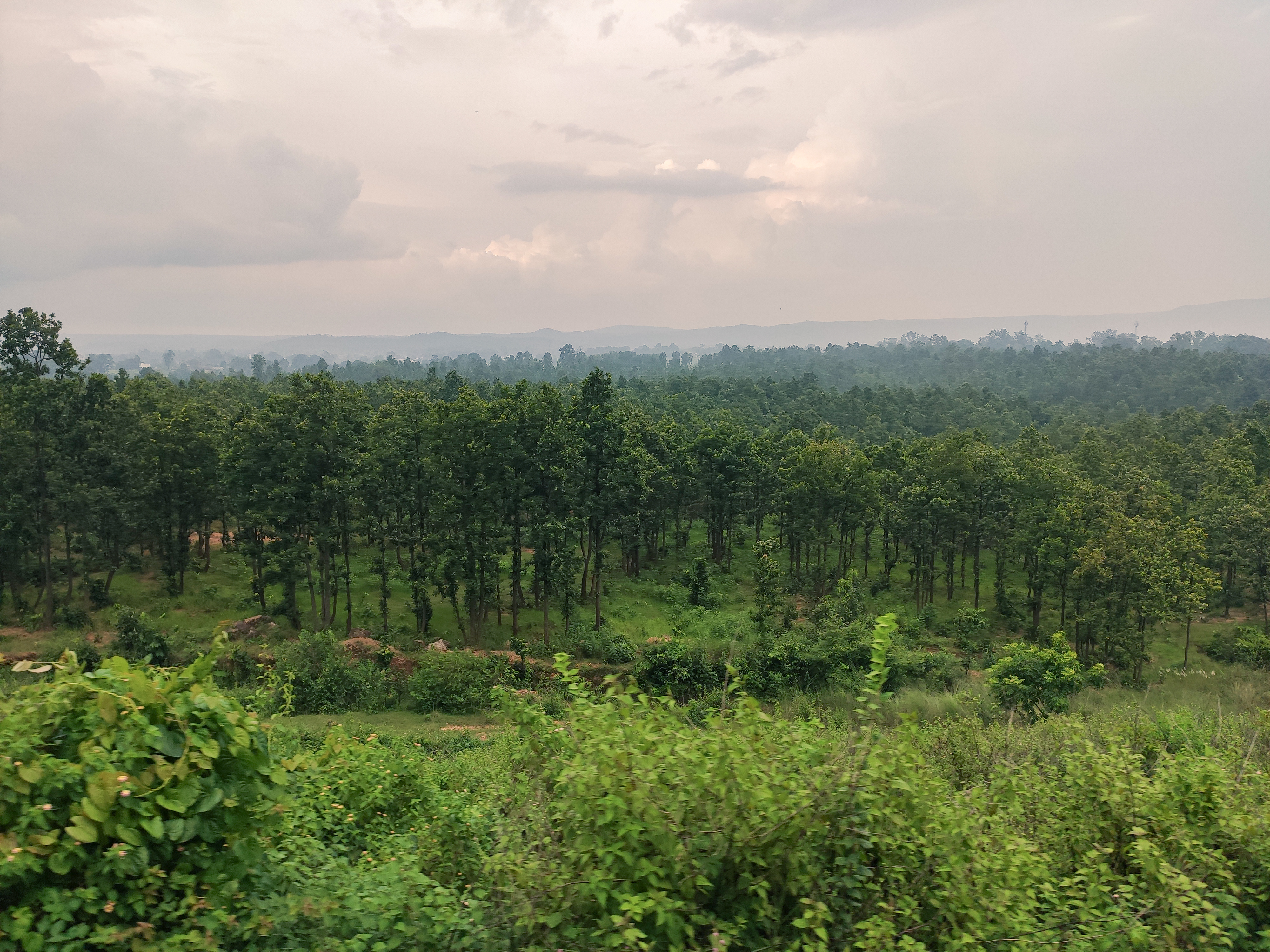 A Jungle.jpg