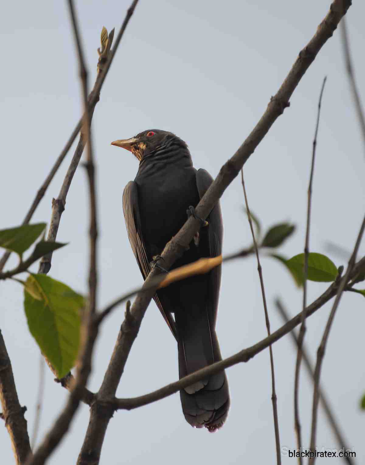 Black Bird