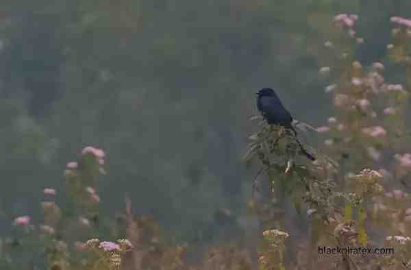 Black Drongo