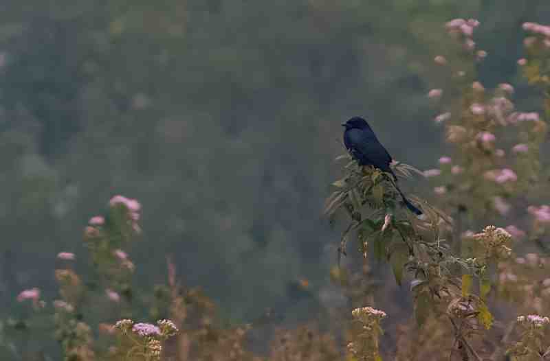 Black Drongo