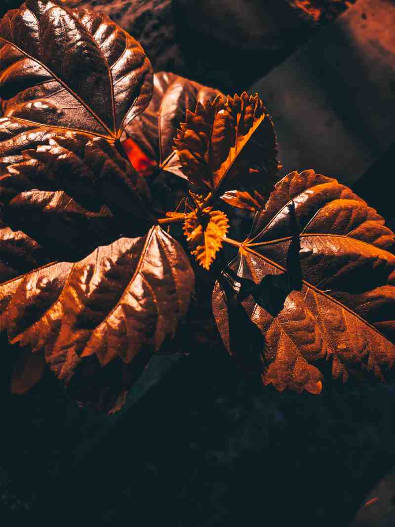 Contrasty Leaves