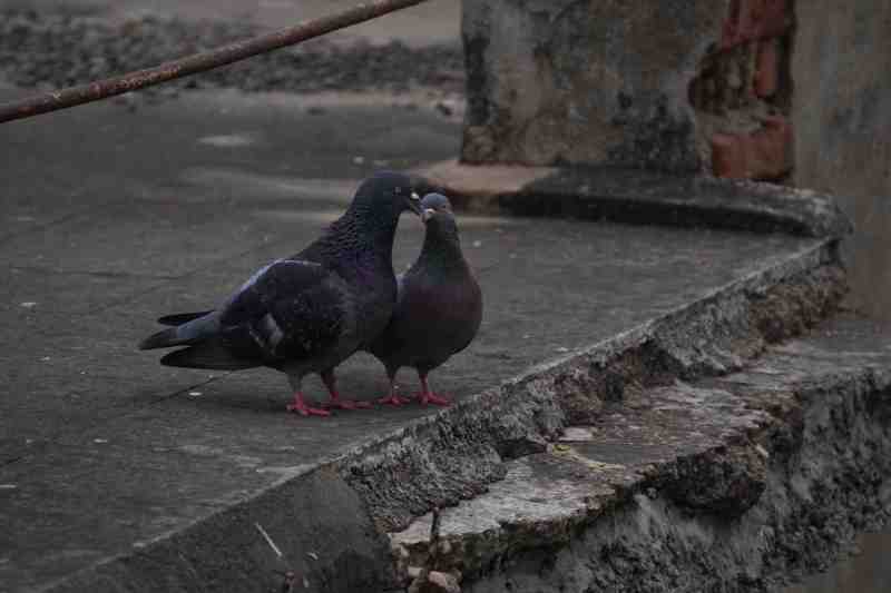 Couples Gossiping