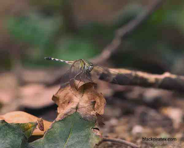 Dragonfly Over Dried Leaves