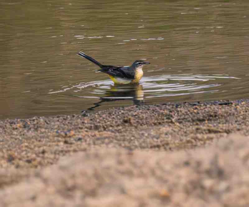 Gray Wagtail