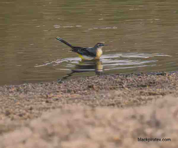 Gray Wagtail