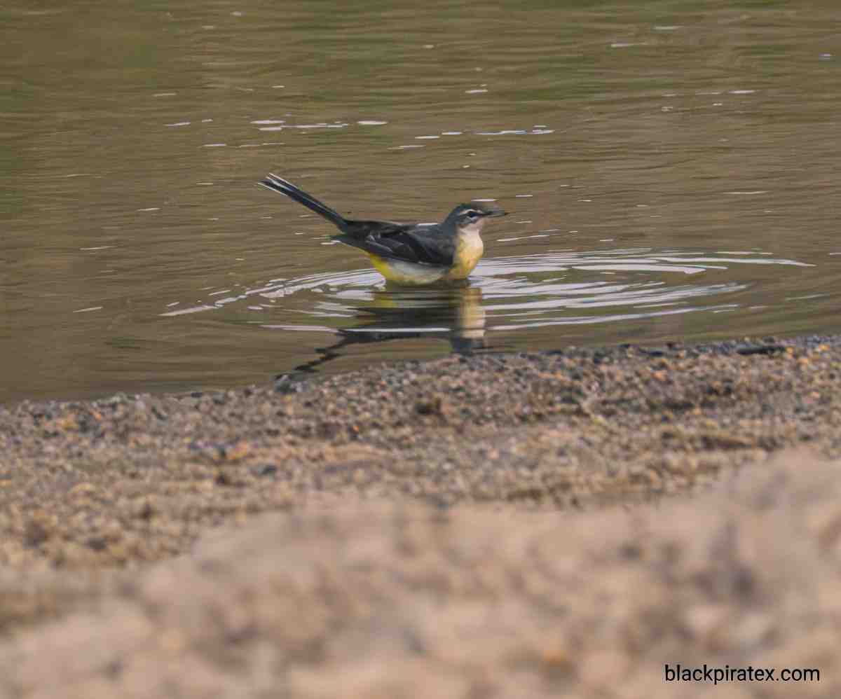 Gray Wagtail