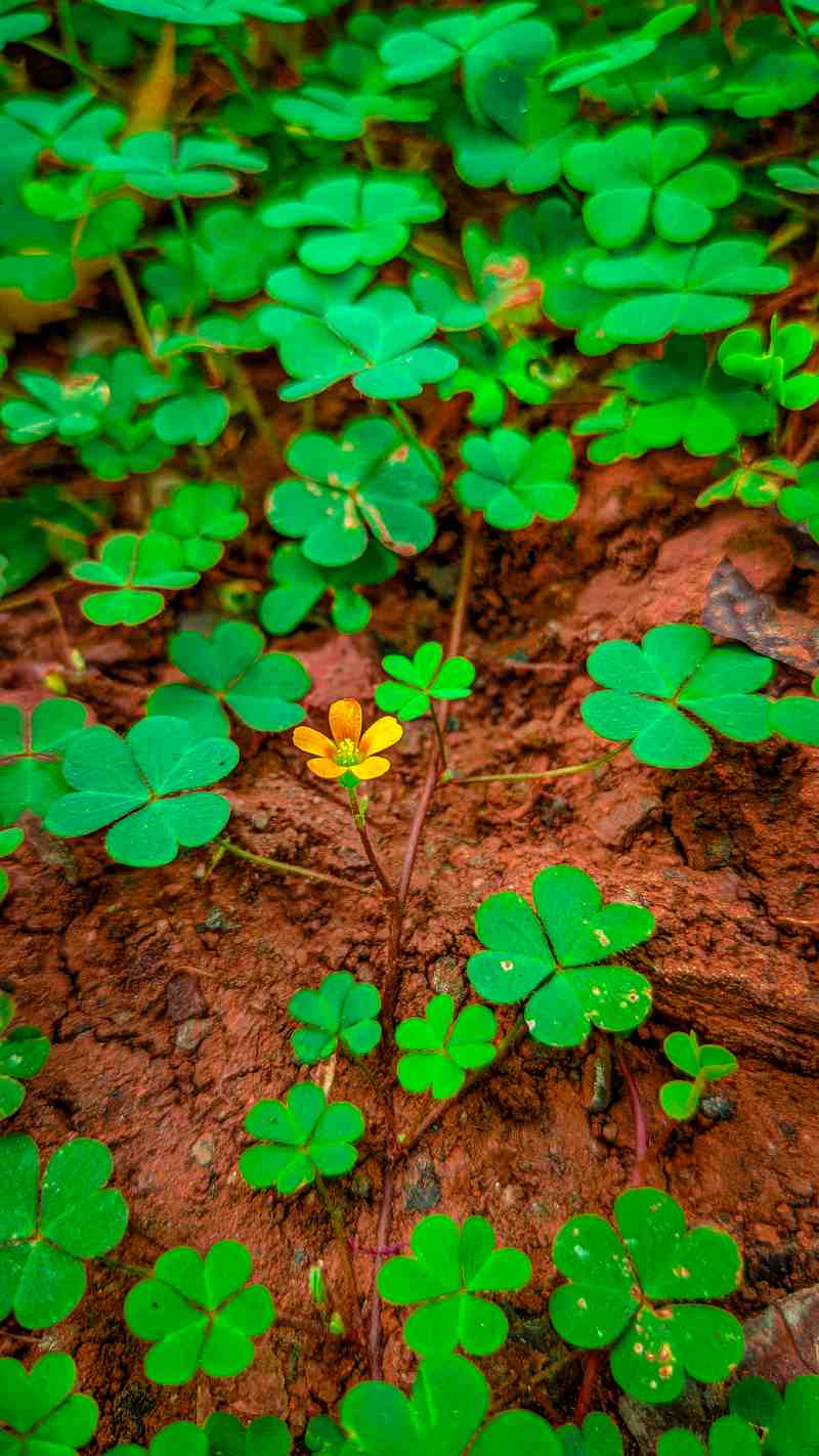 Nature Photography