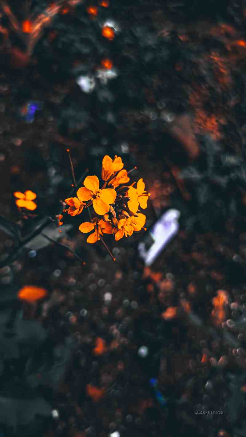 Nature Photography