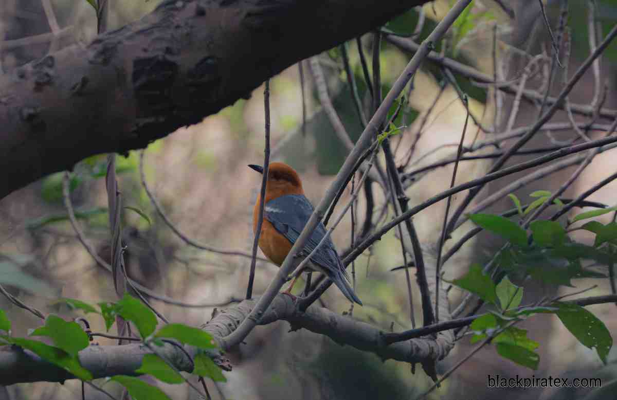 Orange Headed Thrush