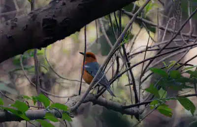Orange Headed Thrush