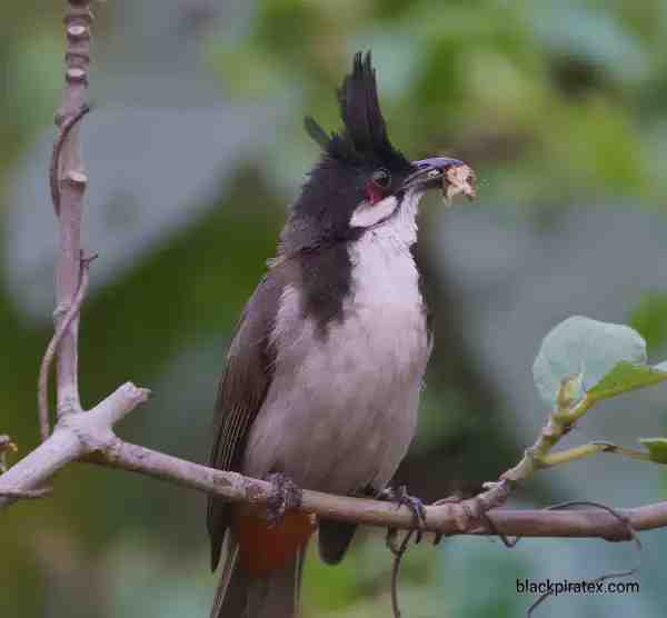 Red Whiskered bulbul Palastala