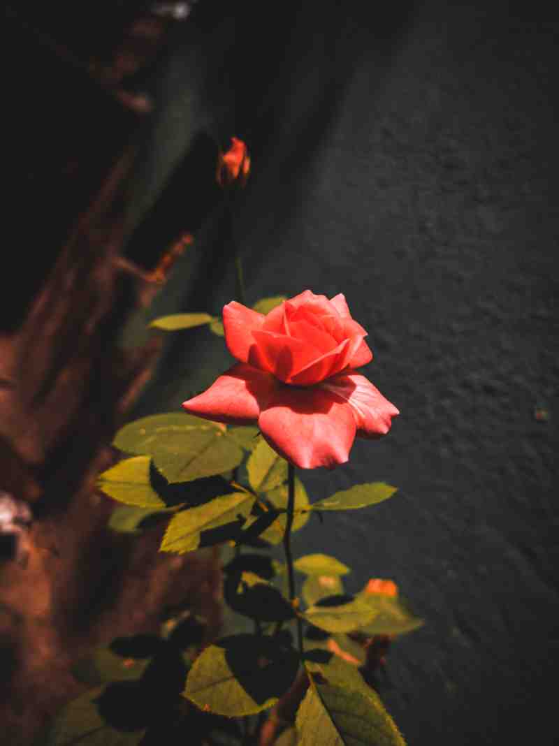 Nature Photography