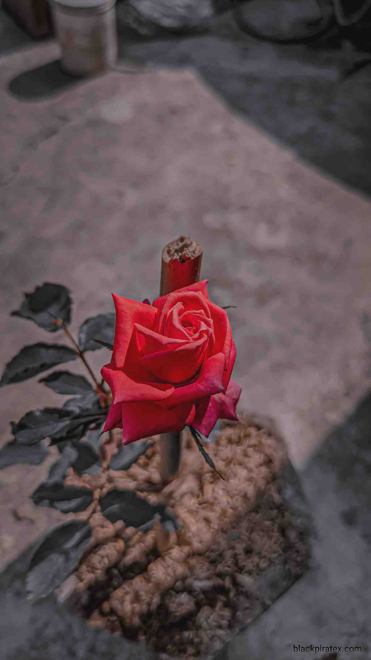 Rose 8