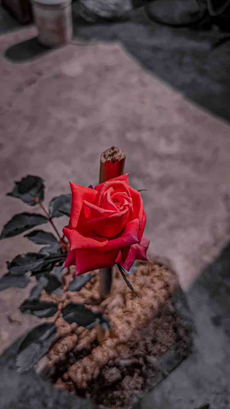 Nature Photography