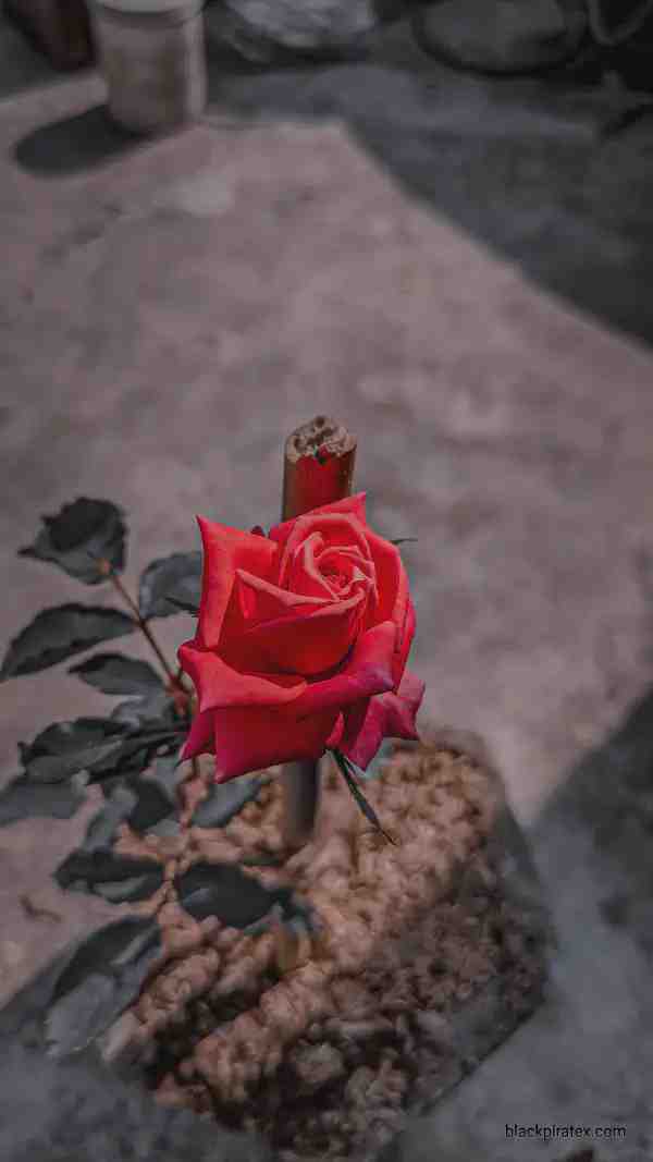 Rose 8