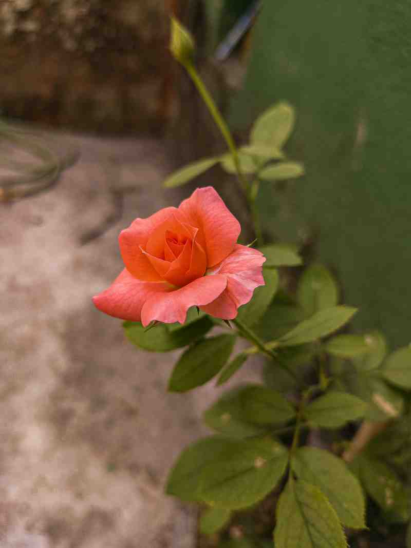 Rose 9