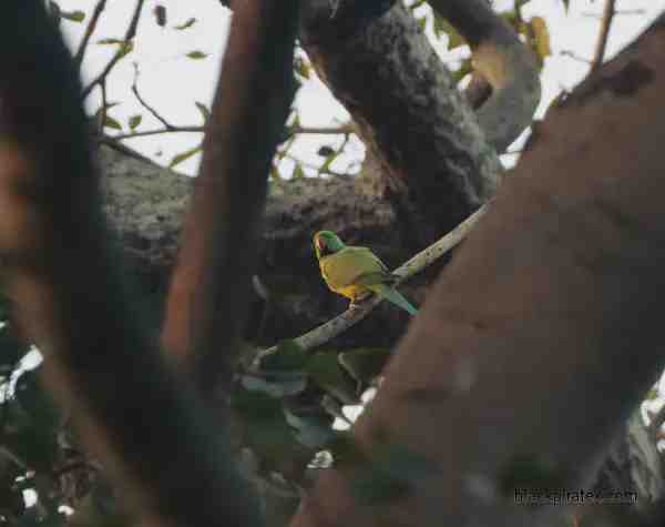 Rose Ringed Parakeet