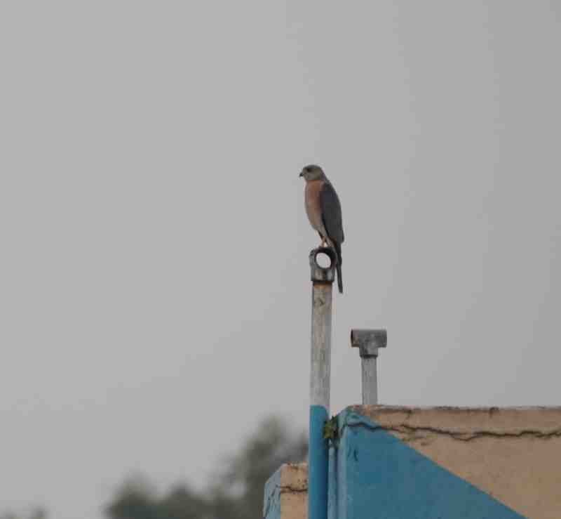 Shikra