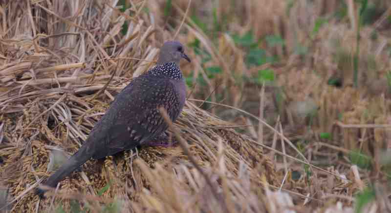 Spotted Dove
