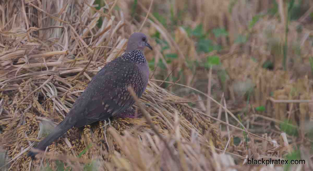 Spotted Dove