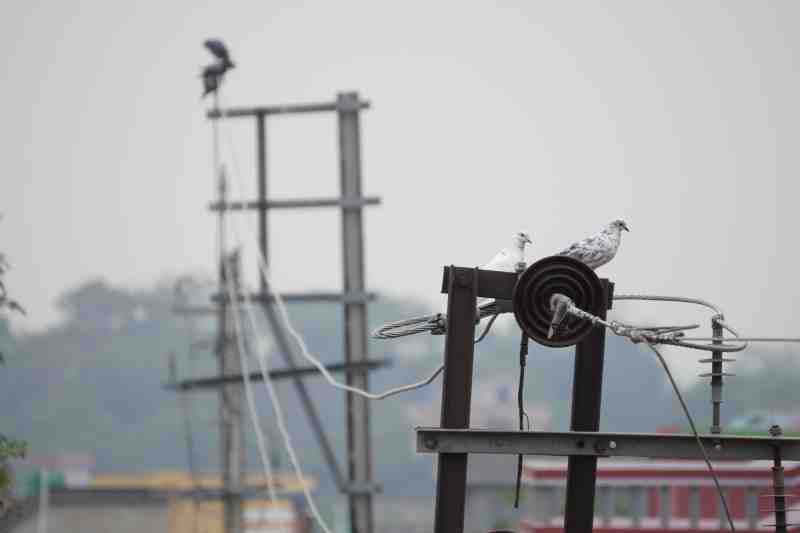 White Pigeon on Electric Pole