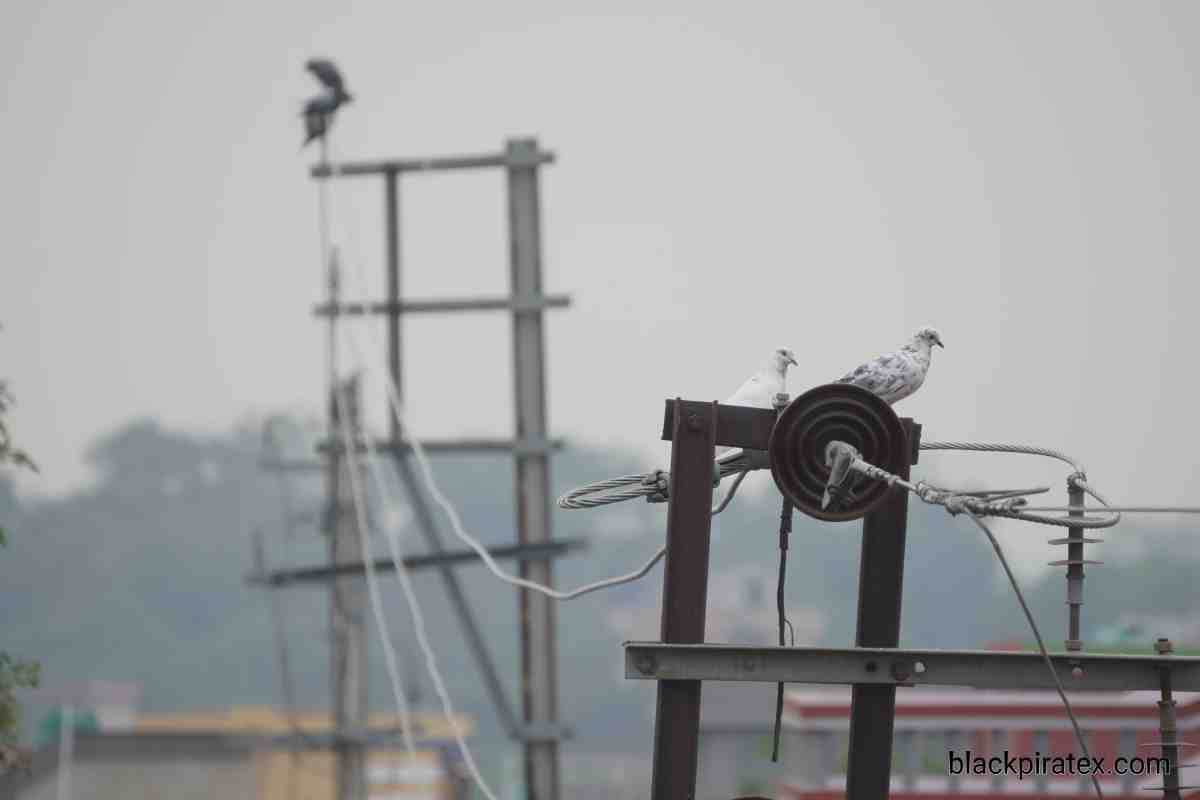 White Pigeon on Electric Pole