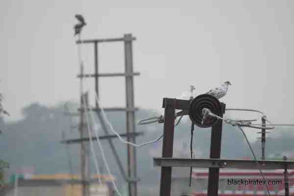 White Pigeon on Electric Pole
