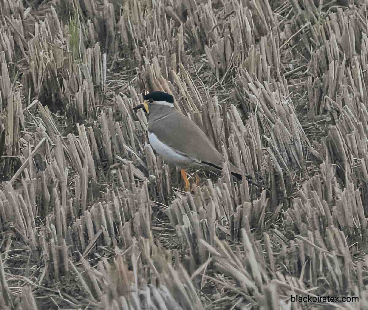 Yellow-wattled Lapwing